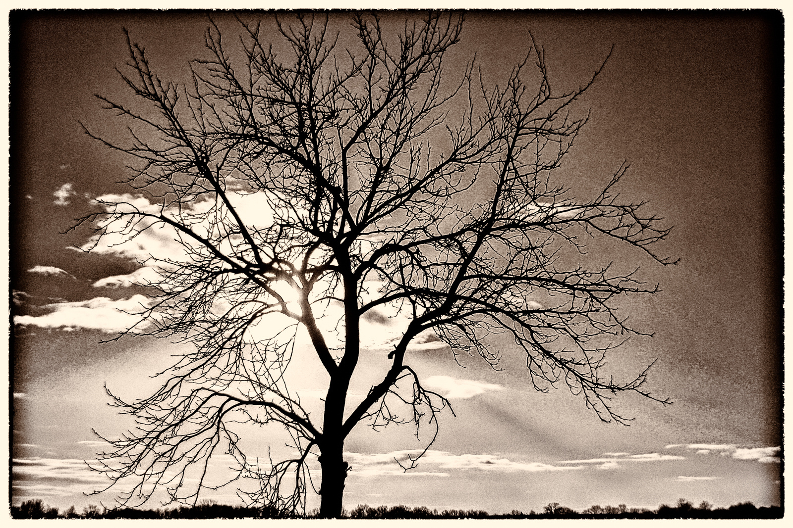 Ein Baum