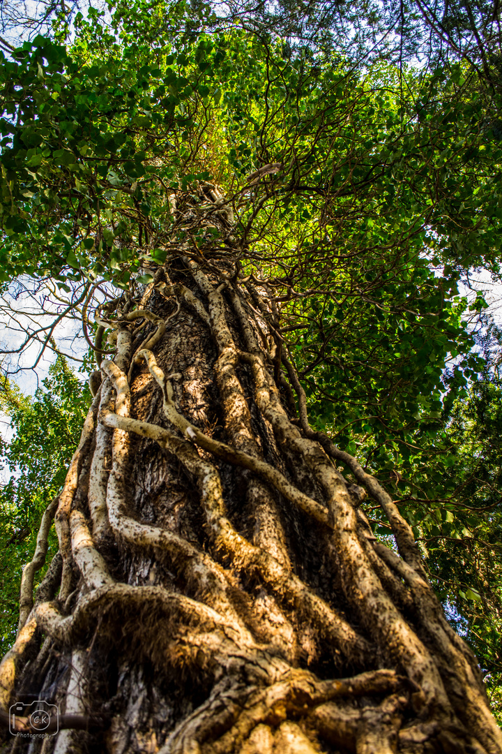 Ein Baum