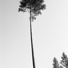 Ein Baum