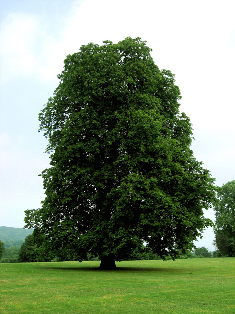 ein baum