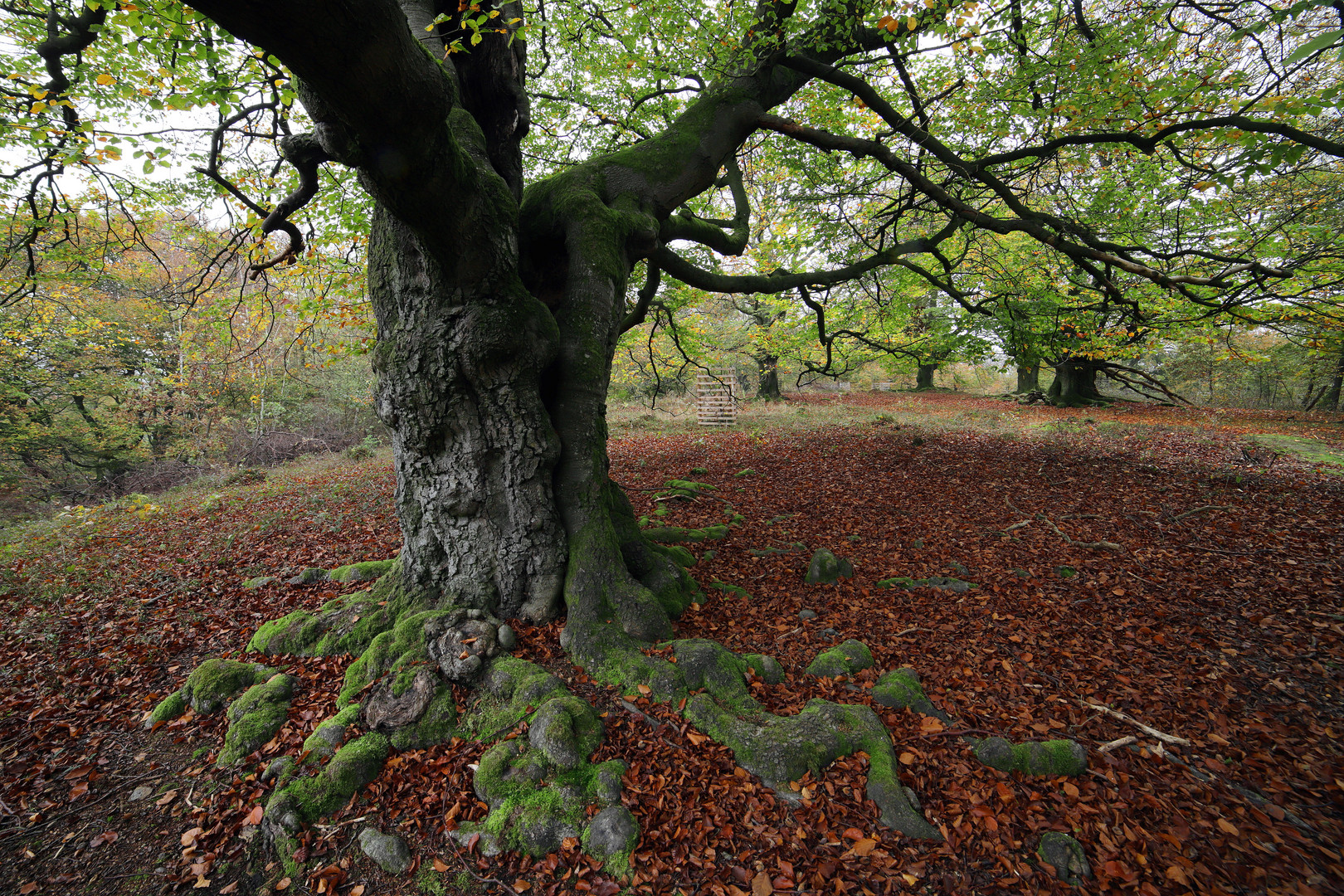 ein baum