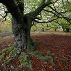 ein baum