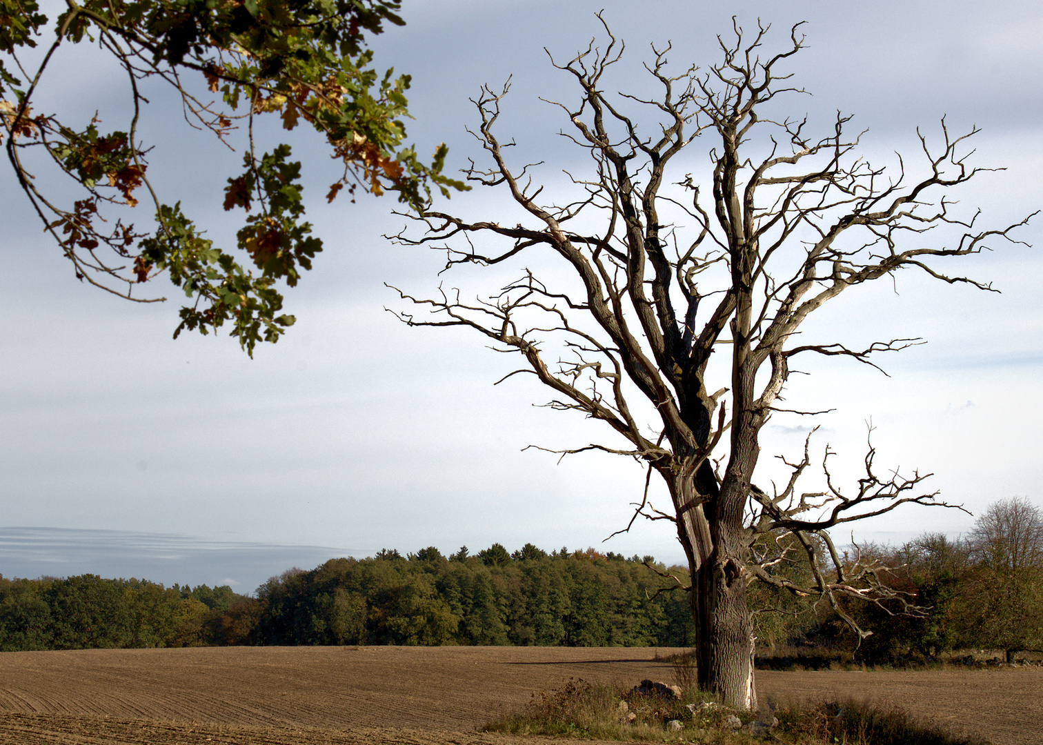 Ein Baum 