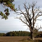 Ein Baum 