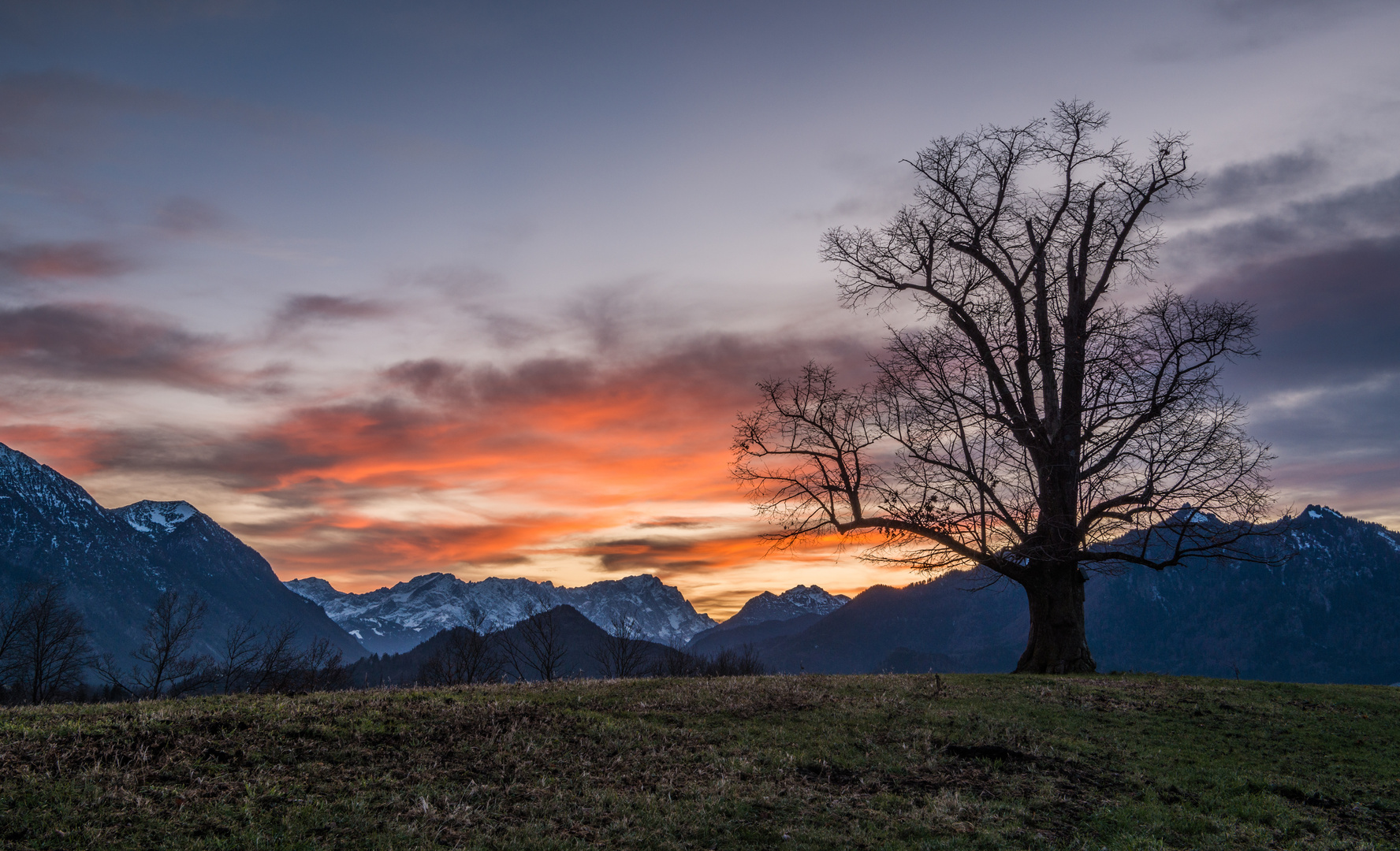 Ein Baum