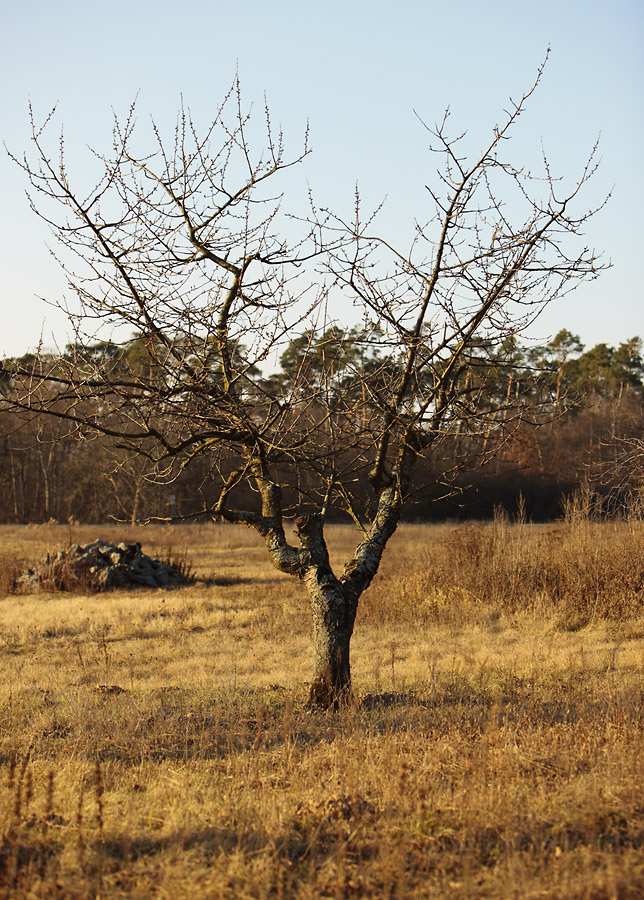 ein Baum