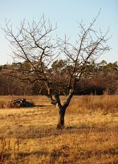 ein Baum