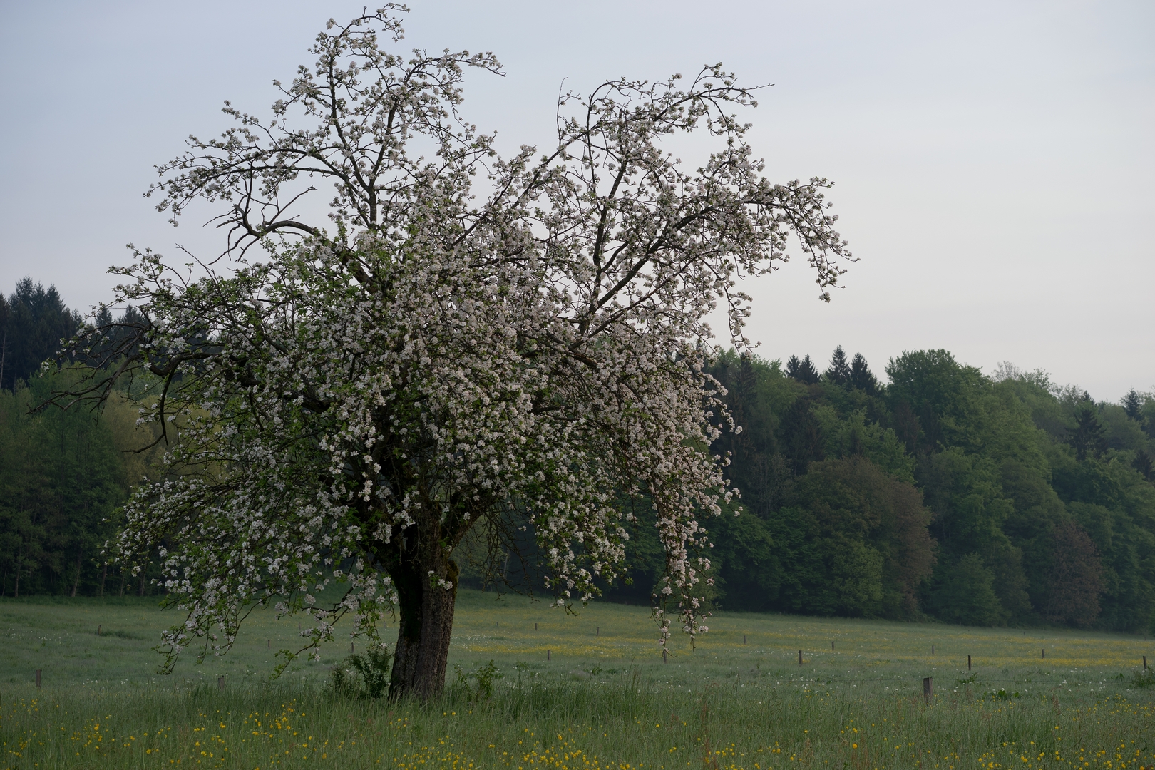 ein Baum