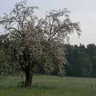 ein Baum