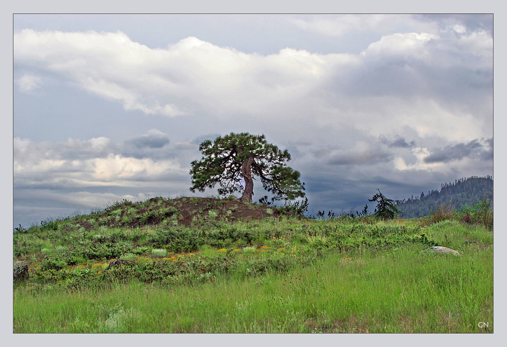 Ein Baum