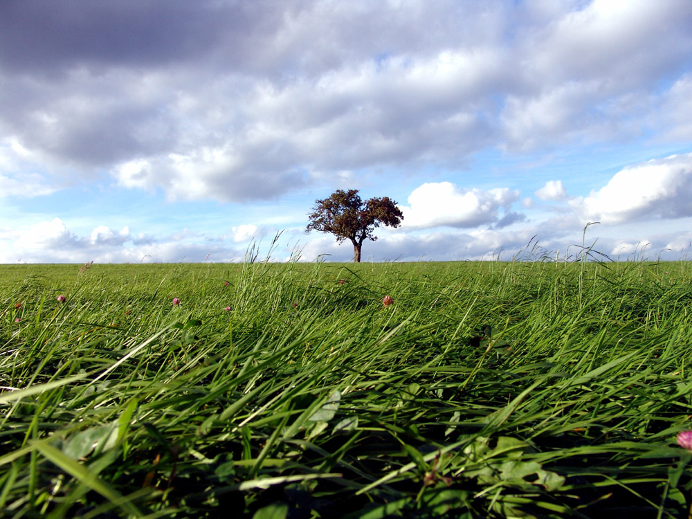 Ein Baum