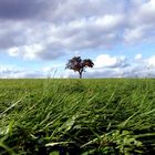 Ein Baum