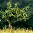 Ein Baum, allein Im Wald