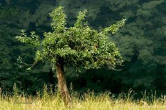 Ein Baum, allein Im Wald