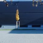 Ein Baum alleine auf einem Parkplatz.