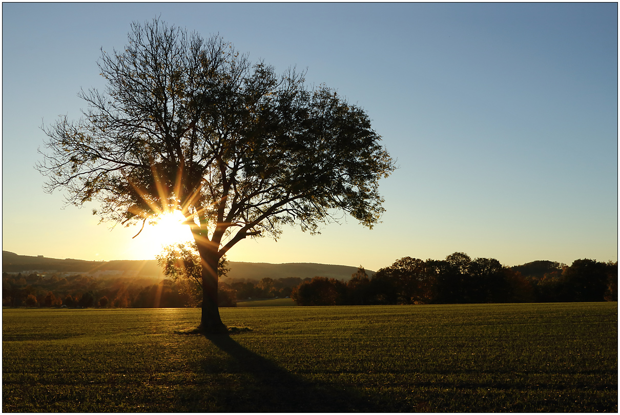 Ein Baum am Abend...