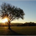 Ein Baum am Abend...