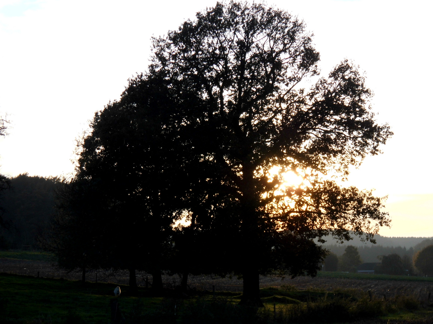 Ein Baum am Abend