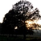 Ein Baum am Abend