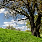 Ein Baum am Deich...