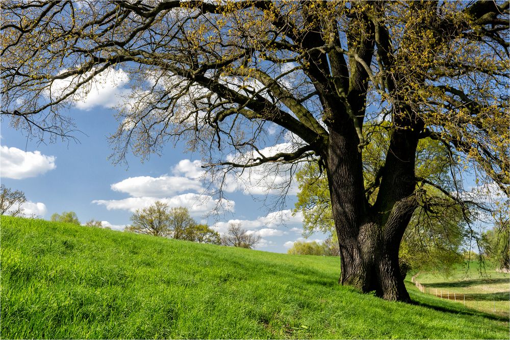 Ein Baum am Deich...