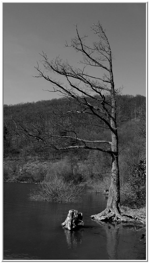 ein baum am edersee