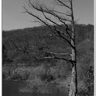 ein baum am edersee