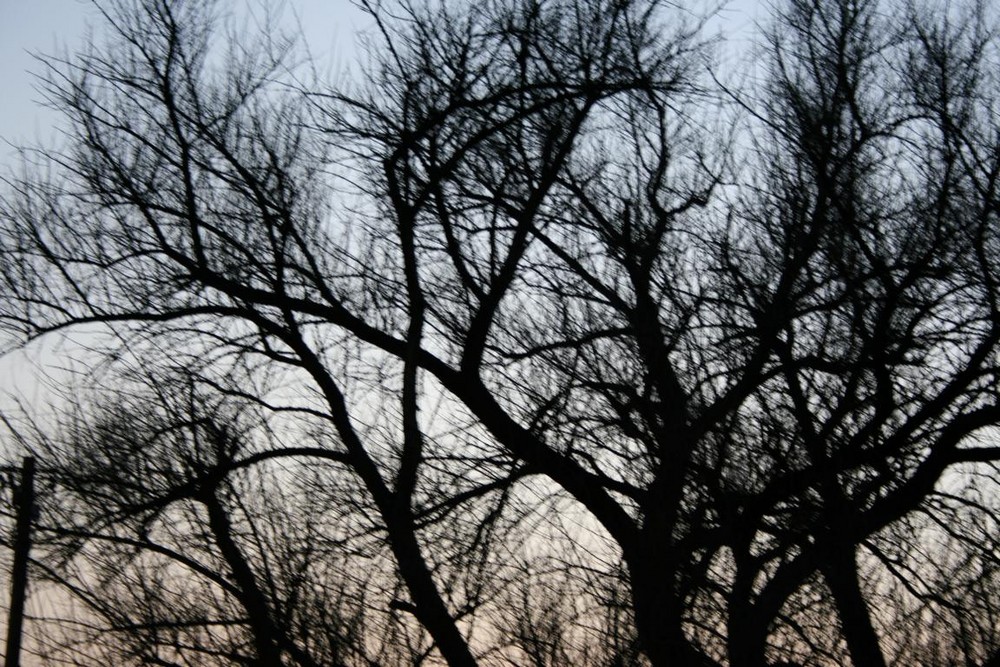 Ein Baum am frühen Abend