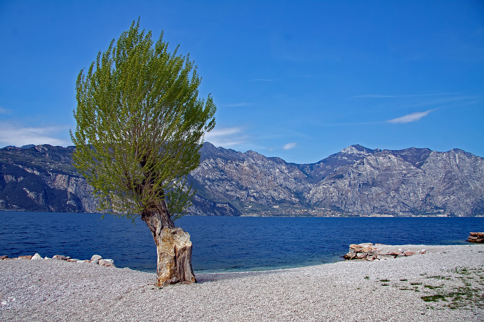 Ein Baum am Gardasee