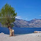 Ein Baum am Gardasee