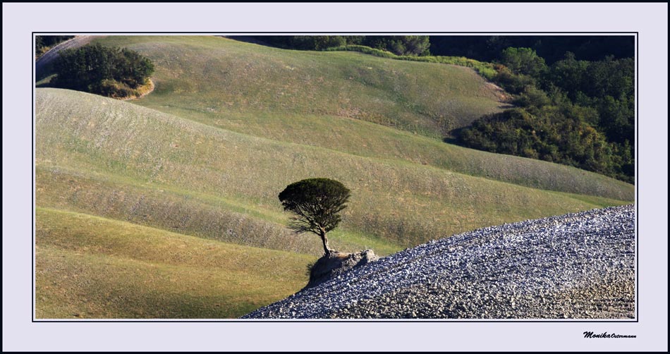 Ein Baum am Hang