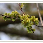 ein Baum am Park ... 