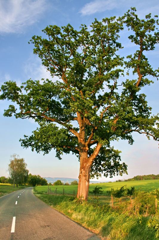 Ein Baum am Rande