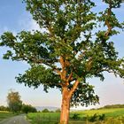 Ein Baum am Rande