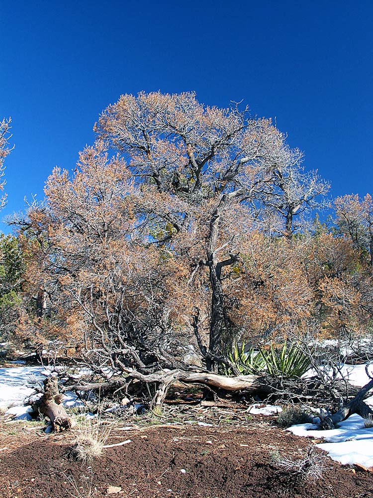 Ein Baum am Rande des Grand Canyon