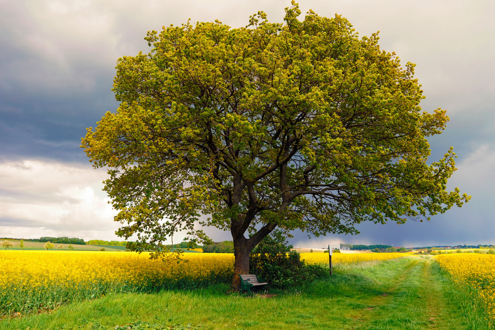 Ein Baum am Rapsfeld