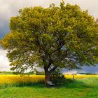 Ein Baum am Rapsfeld