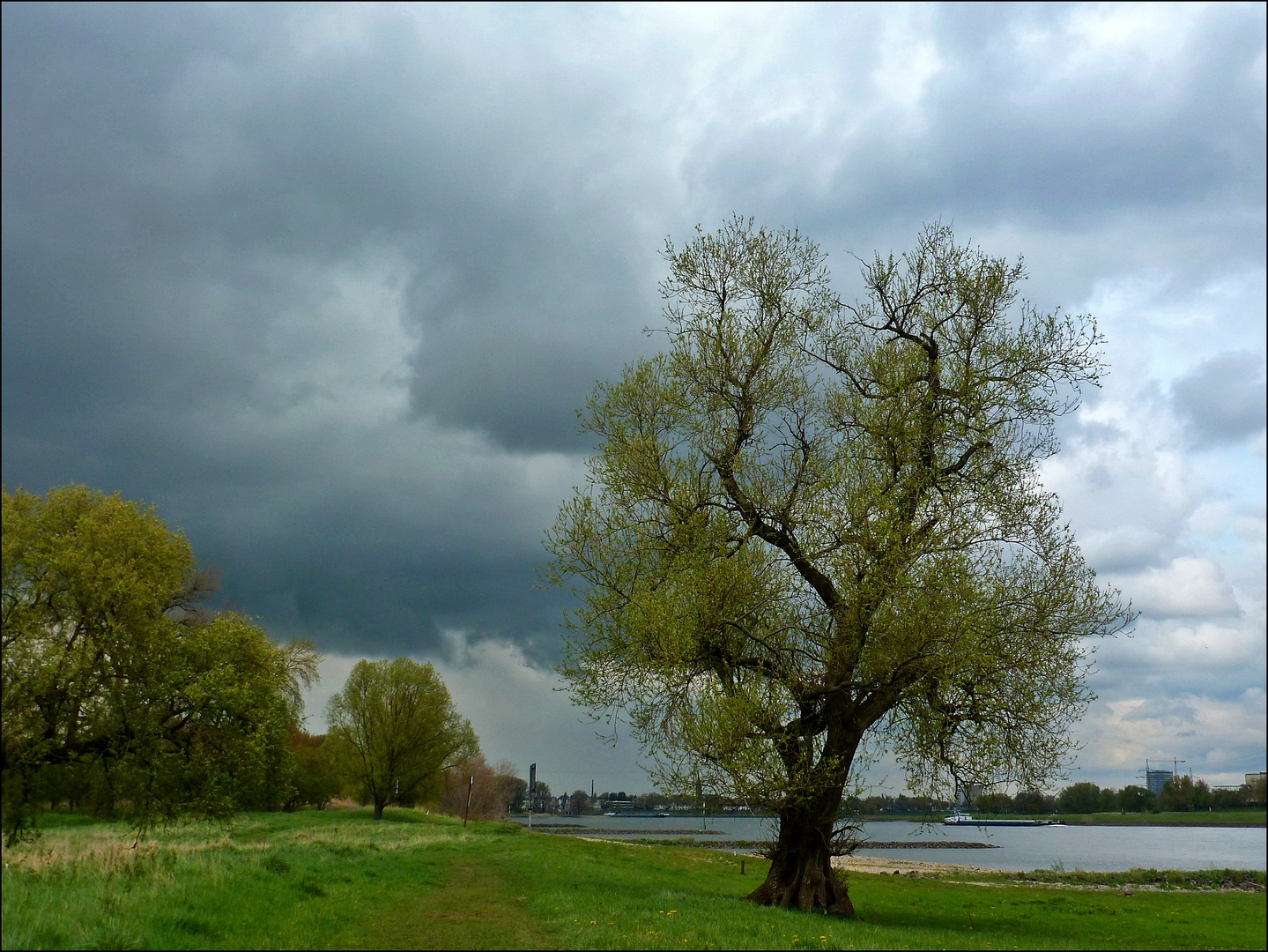 Ein Baum am Rhein