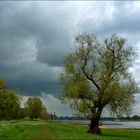 Ein Baum am Rhein