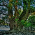 ein Baum am Rhein