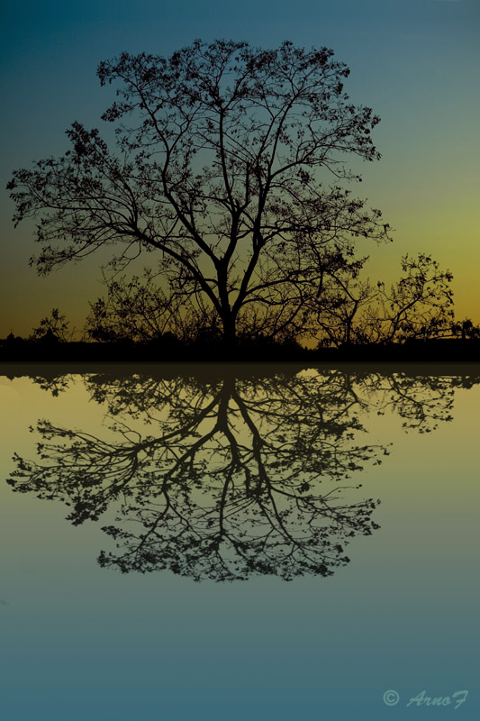 Ein Baum am See