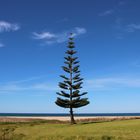 ein Baum am Strand