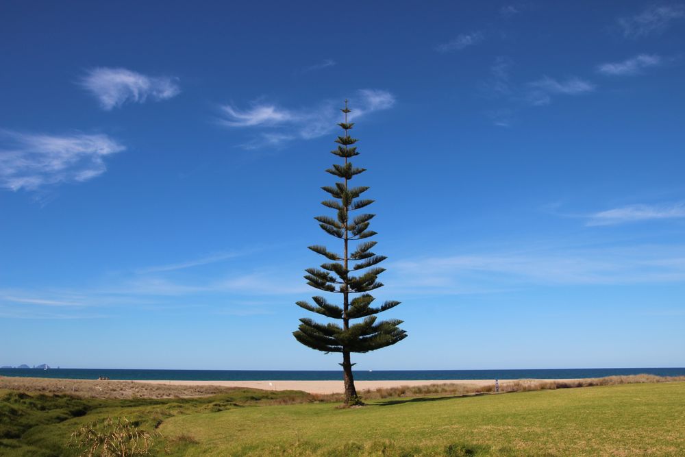 ein Baum am Strand