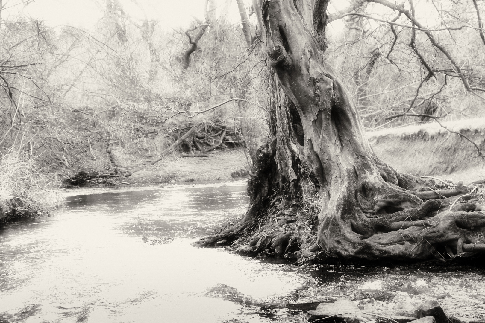 Ein Baum am Wasser