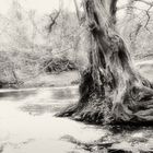 Ein Baum am Wasser