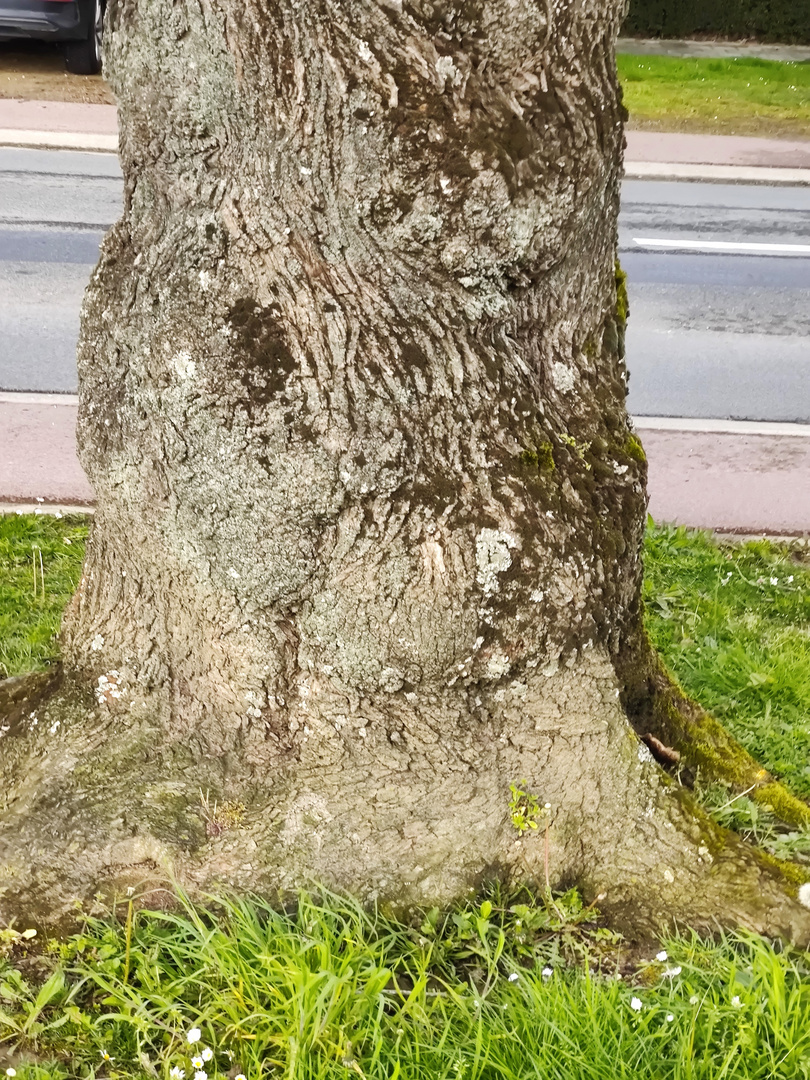 Ein Baum am Wegesrand