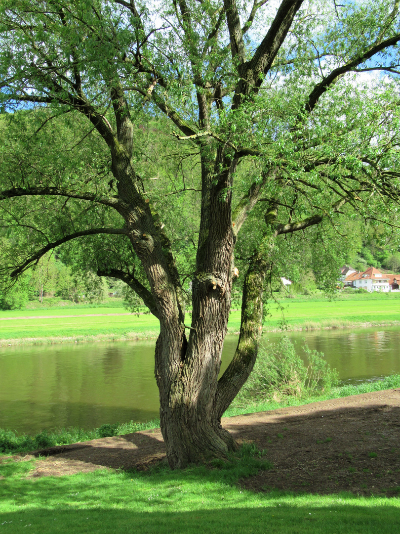 Ein Baum an der Weser - das erste zarte Grün
