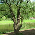 Ein Baum an der Weser - das erste zarte Grün
