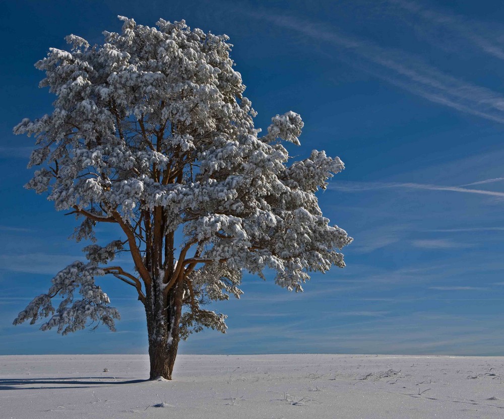 Ein Baum auf dem Klippeneck (bei Denkingen- Nähe Tuttlingen)