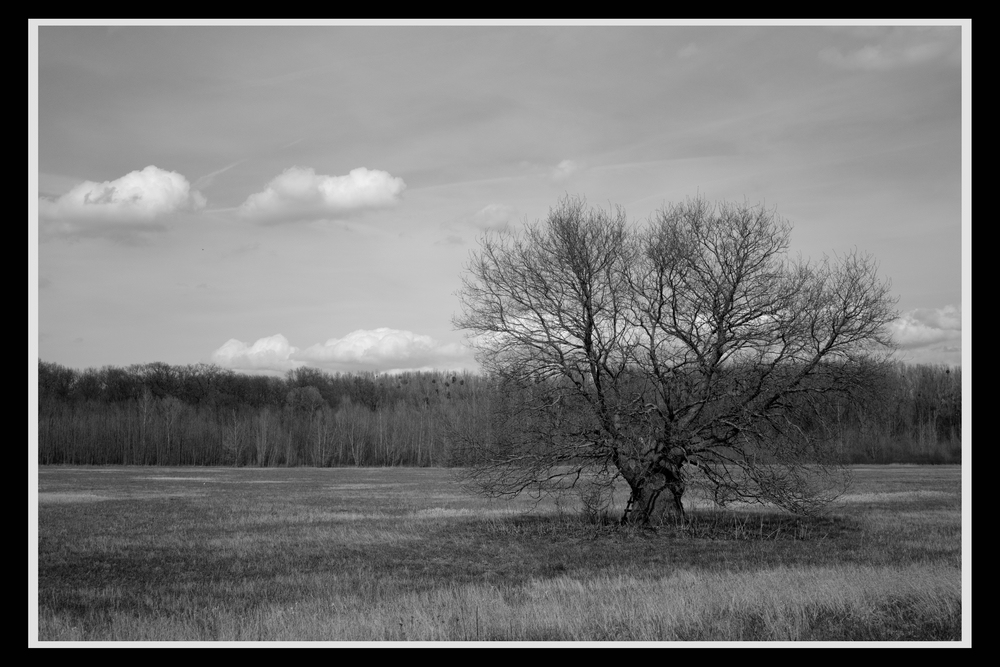 Ein Baum auf dem Kühkopf (1)